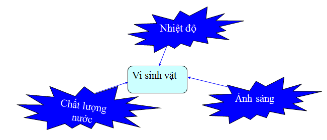 NGUYÊN NHÂN VI SINH PHÁT TRIỂN